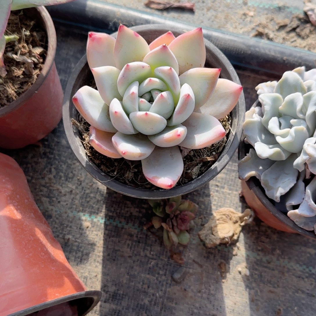 无花朵120野卡单头