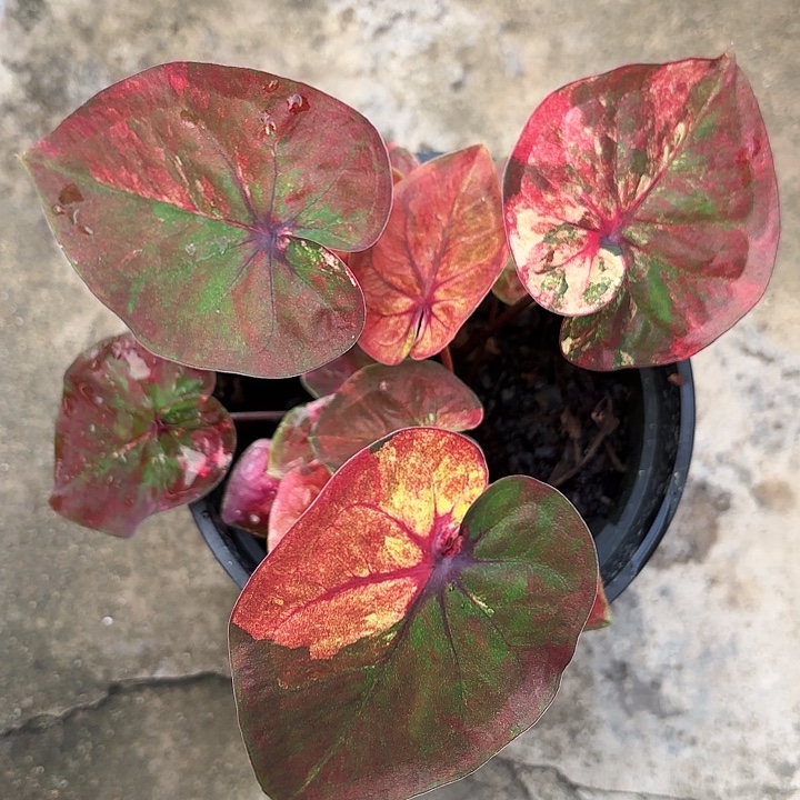 80-1129实生福利广东现货