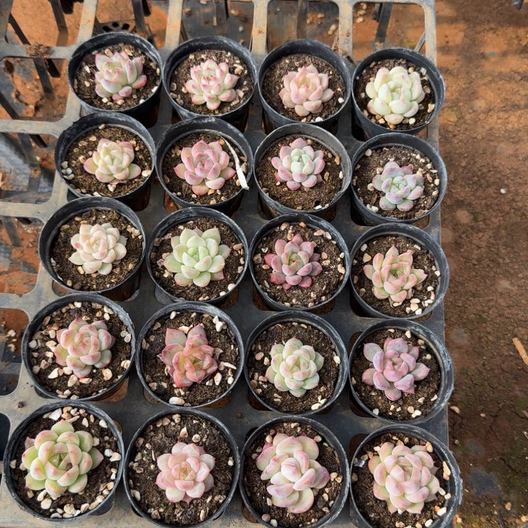 9-67水池边小珍妮二十颗带盆发货量拍