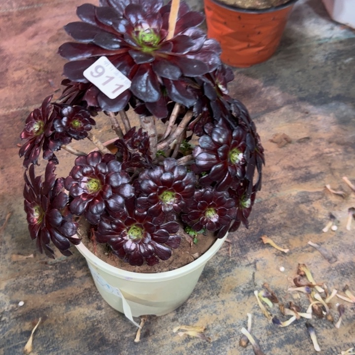 墨铜有伤911多肉法师一物一拍