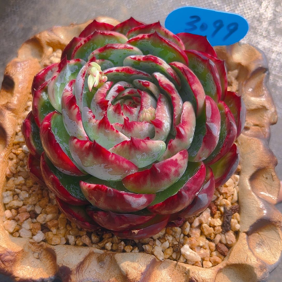 梧*惊鸿仙子一物一拍3099号