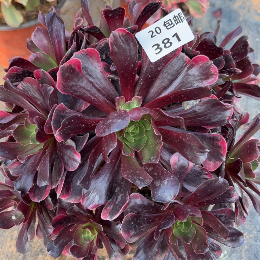 381爱神，满20包邮嘟叮熊