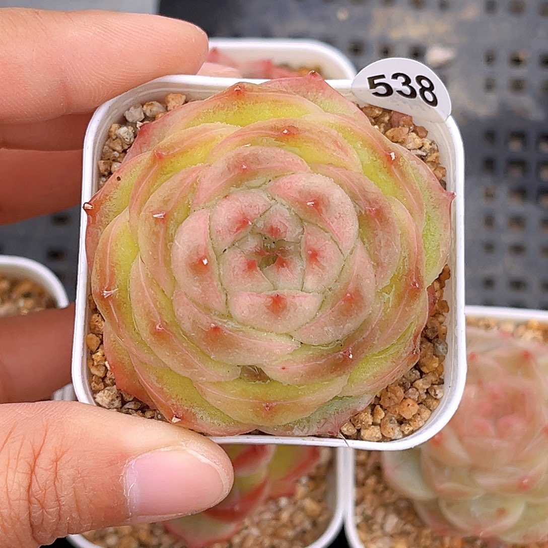 538 水晶包 满18包邮