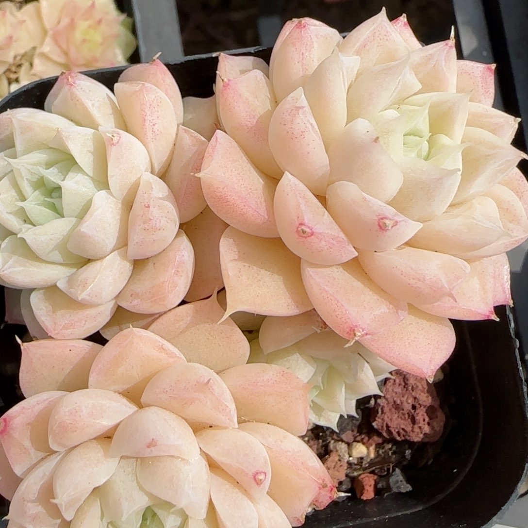 花语逸境0221-236散