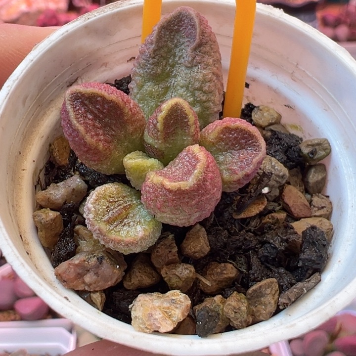 一物一拍，感谢支持