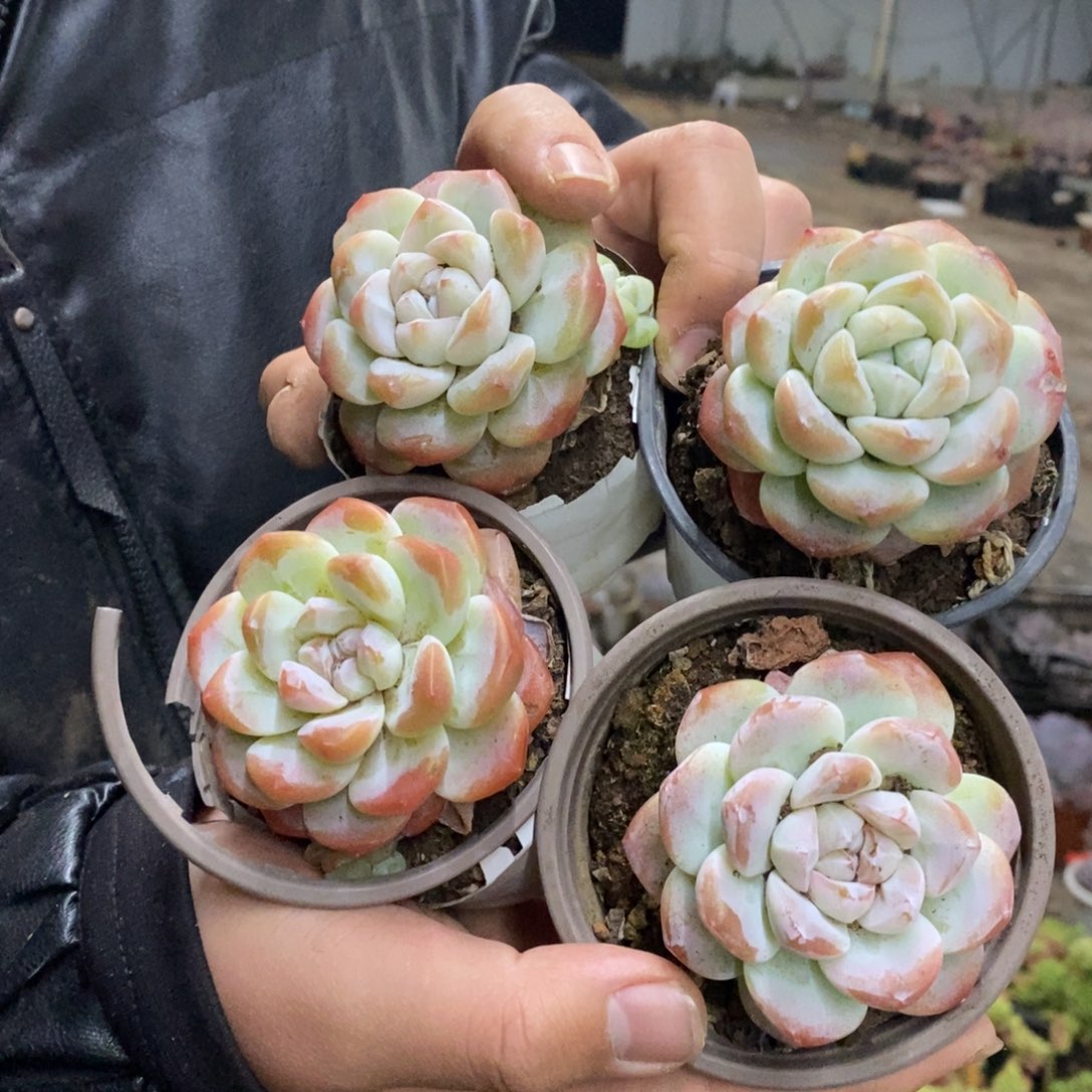 冰玉单头精控小老桩四盆，90杯