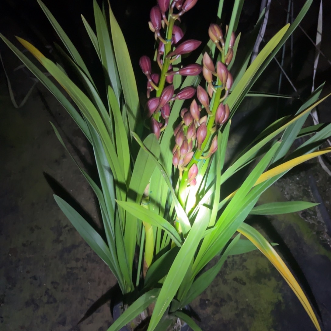 完全开放绣球4支蕙兰