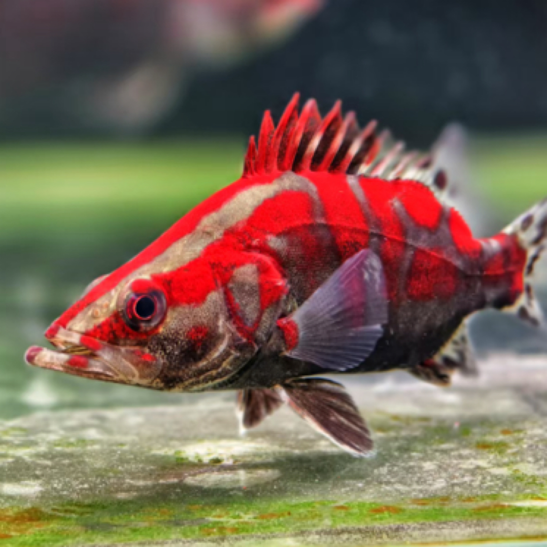 大规格红纹鳜鱼红纹好看桂花鱼鱼缸养鱼红色