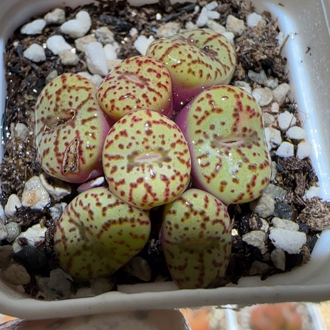 肉锥多肉植物百科5-437