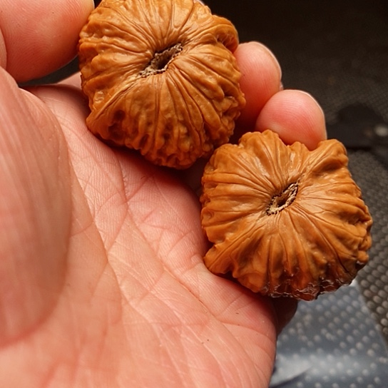 文玩核桃把件卷*哥铁锤
