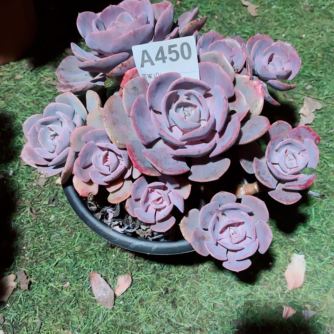 雨***荷尘埃玫瑰多肉450号