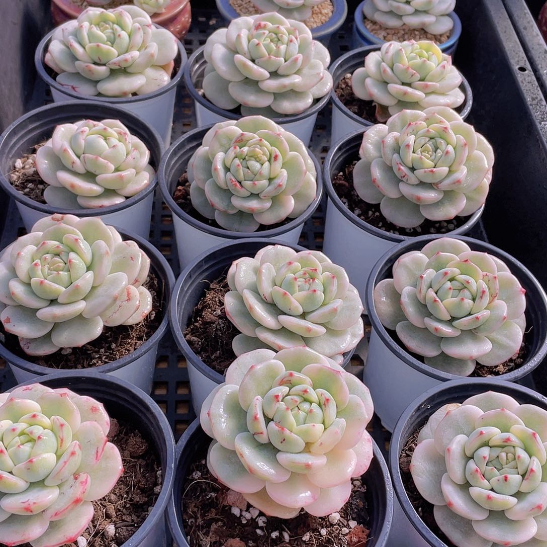 量拍25号 香草锦单头一个