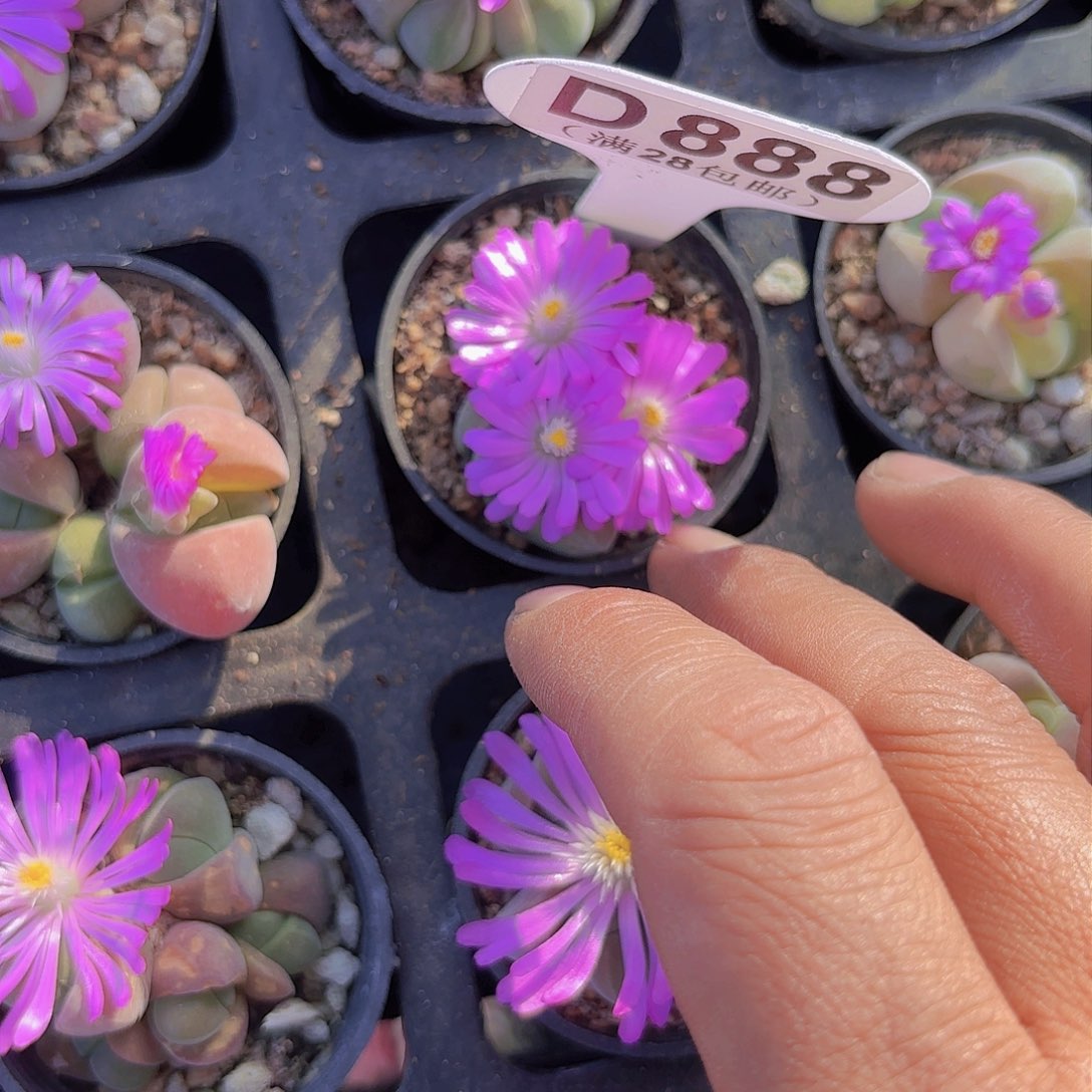 D888无比玉一物一拍