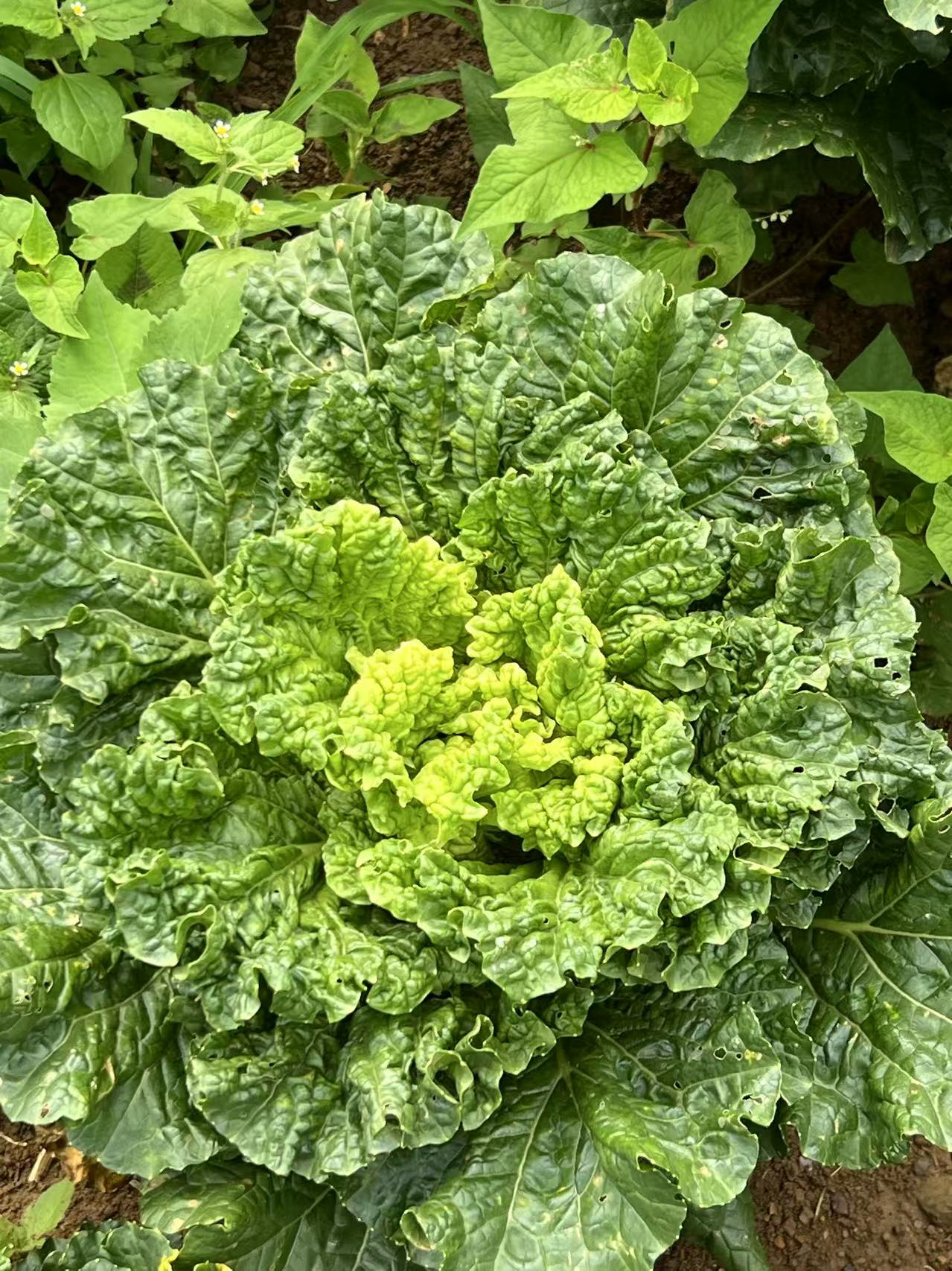 贵州高山露天自然生长青麻叶蔬菜白菜火锅菜现砍现发