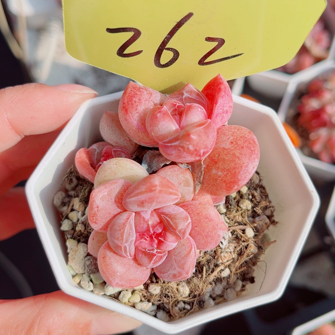 262号小老桩珍妮群