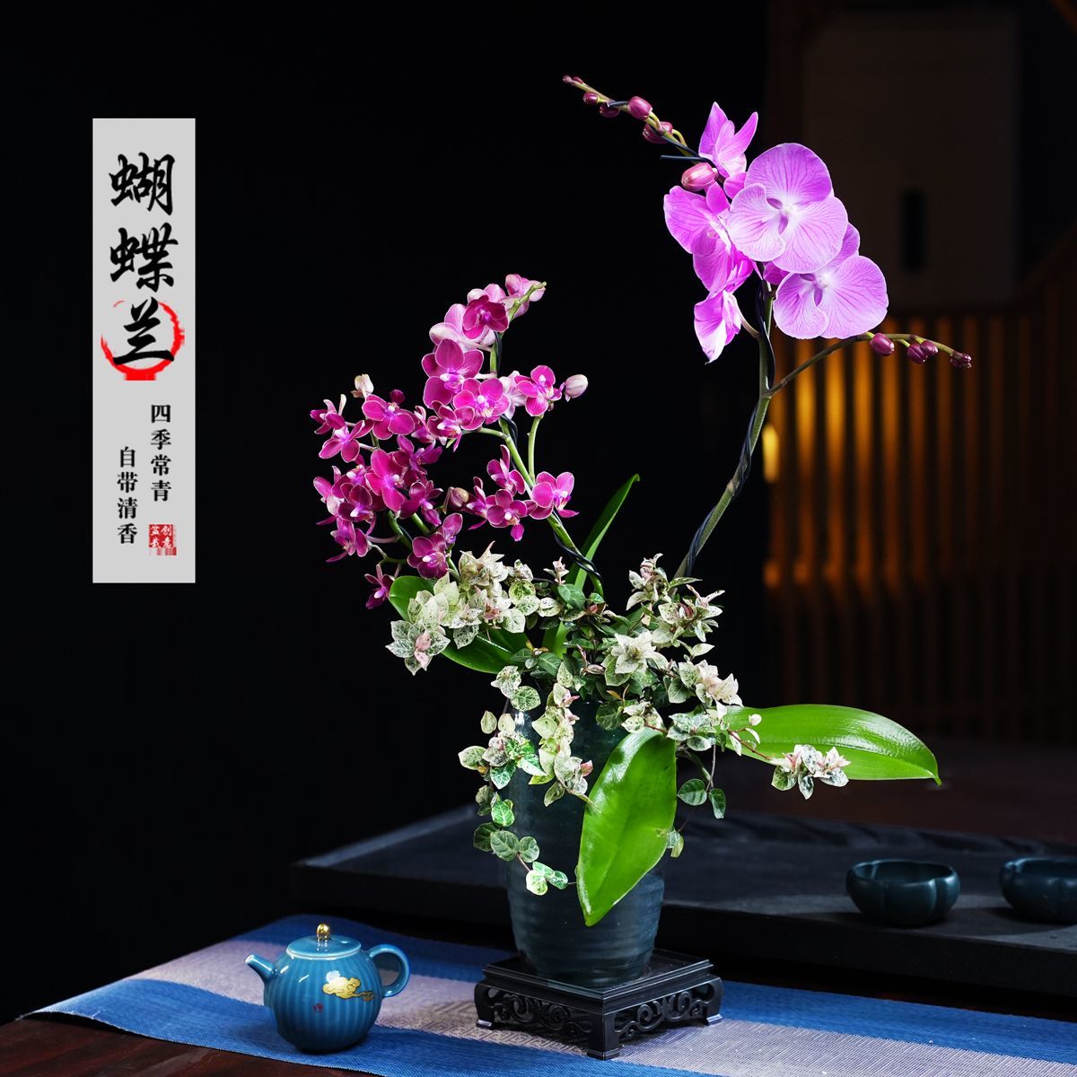 财宝粉色公主蝴蝶兰盆栽四季常青花卉茶桌面净化空气办公绿植
