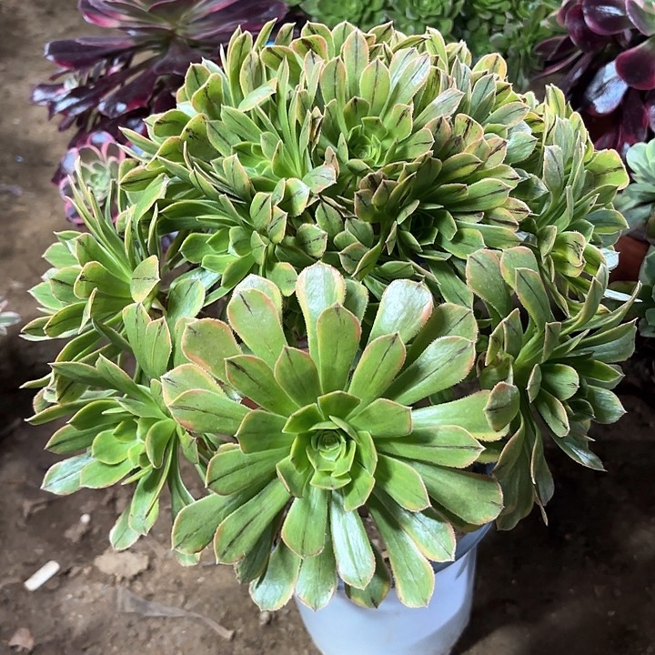 多肉植物法师虞姬99