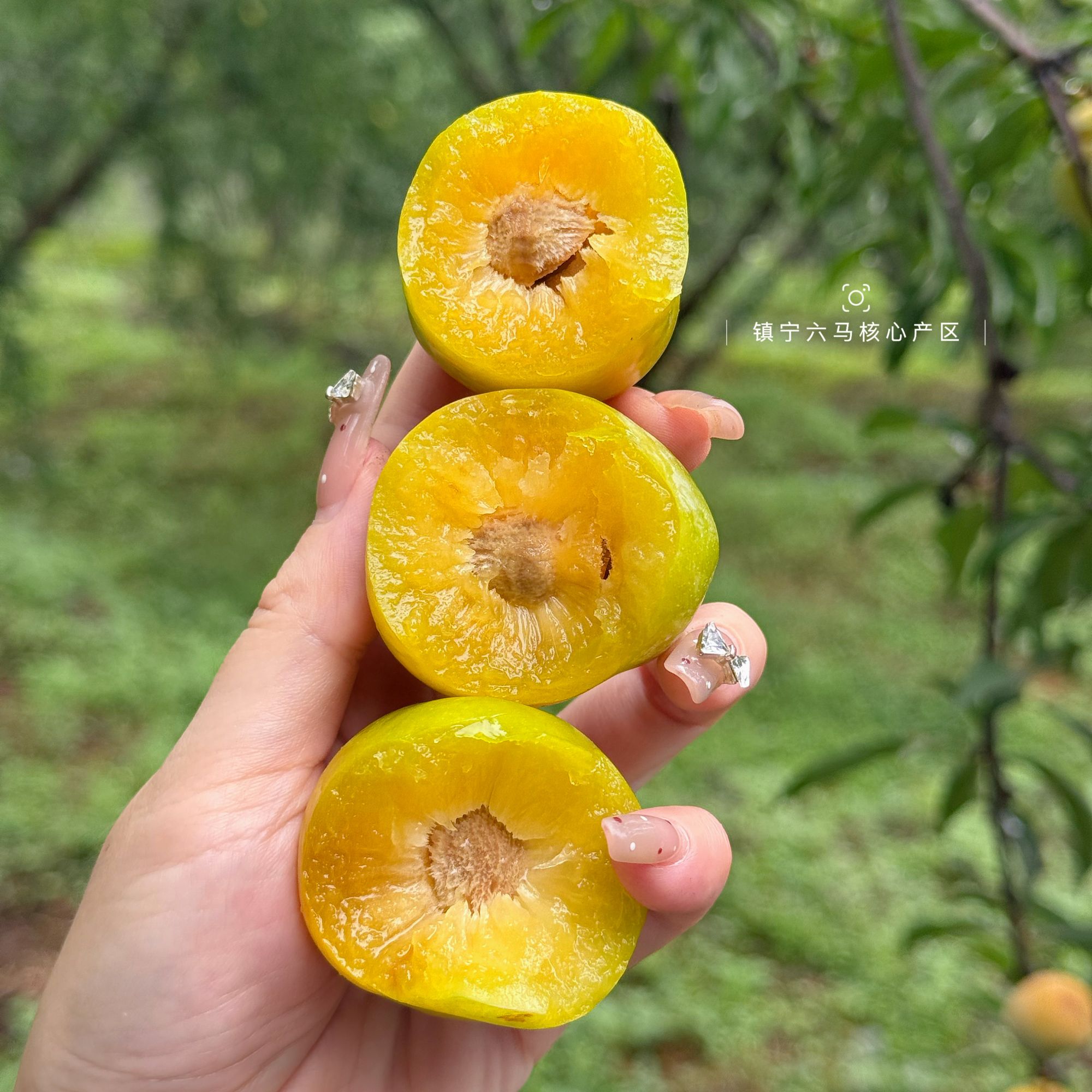 【杨甜甜宠粉专属】贵州六马蜂糖李 脆甜无酸 产地现摘 应季新鲜！！贵州省