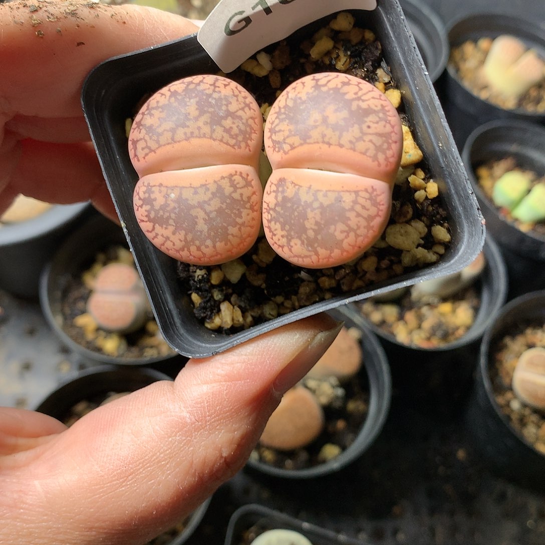 G108多肉植物保护研究所