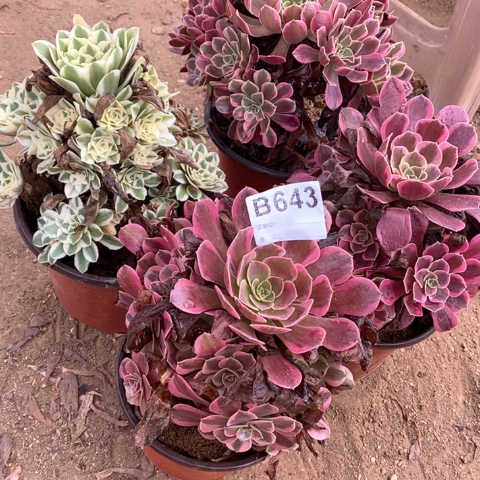 今***爱643四颗法师多肉植物