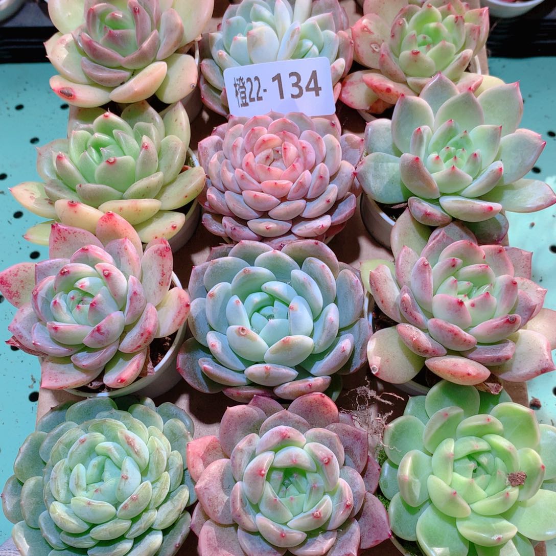 22-134一物一拍多肉带盆18颗