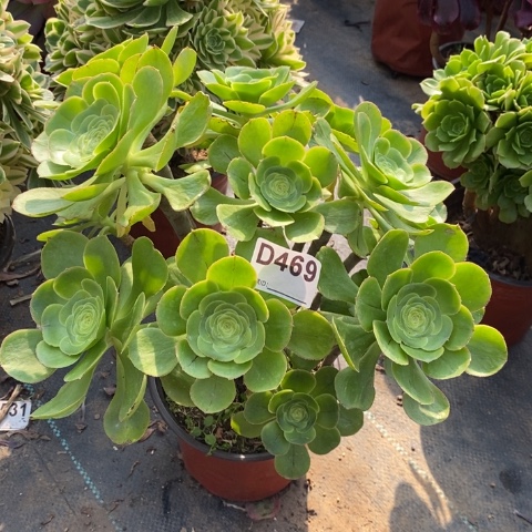 君美丽多肉植物法师不包损