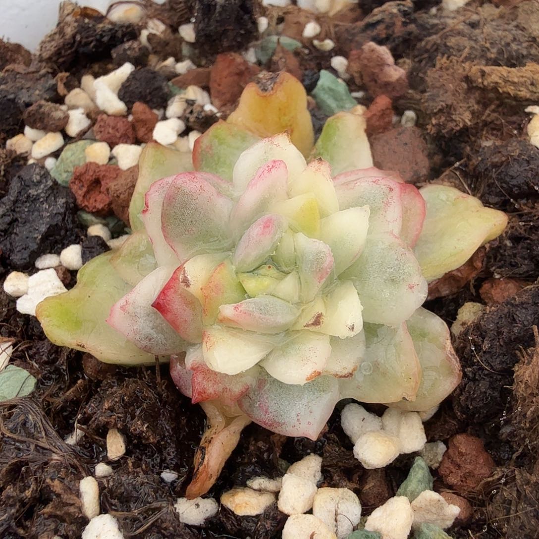 东云锦，多肉植物