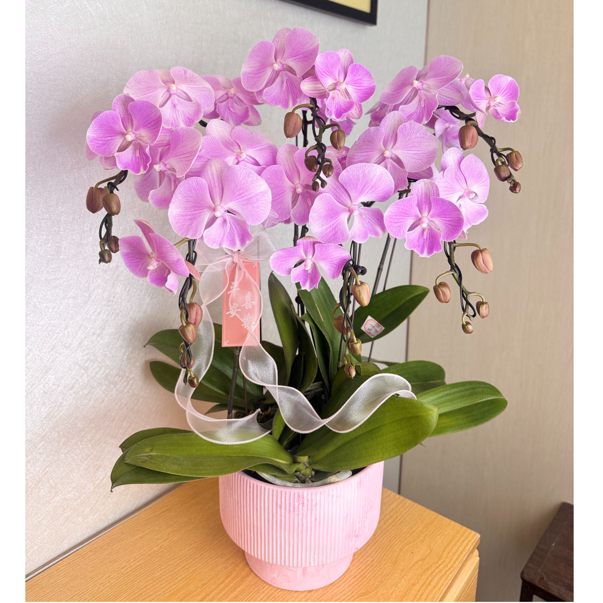 《矩宝天仙》梦幻浅粉色系蝴蝶兰 带花带苞年宵高端送礼室内绿植