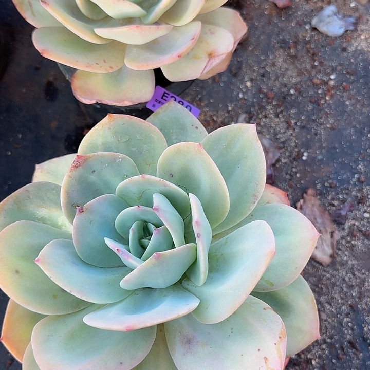 风***8白凤两棵280.281 多肉植物一物一拍