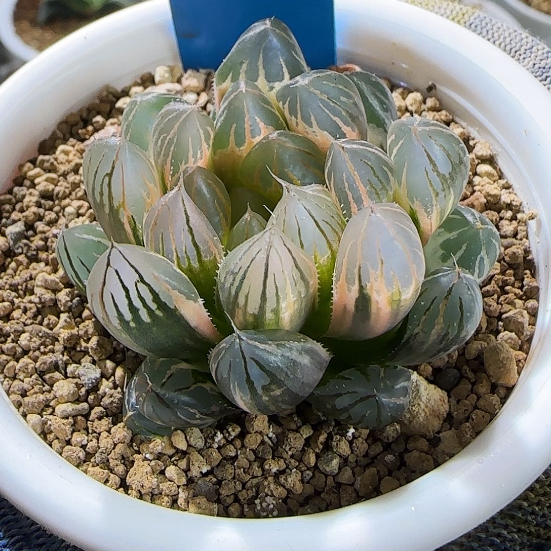 382号实生种播未繁殖 4.5 厘米左右一物一拍带盆发货