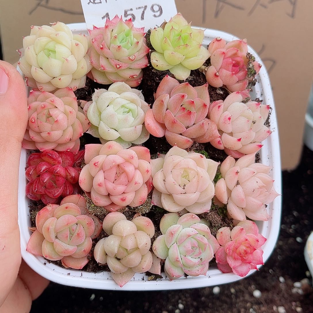 1-579新疆西藏内蒙不发12.8包邮2-3公分