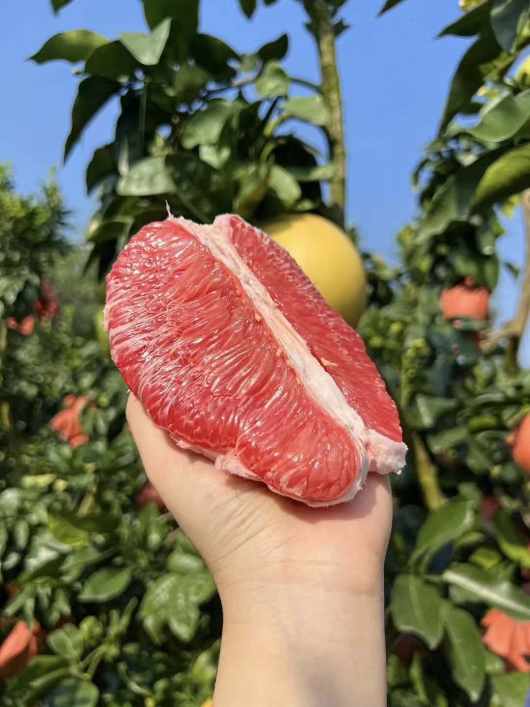 福建平和蜜柚产地直发新鲜采摘皮薄肉厚多汁应季水果