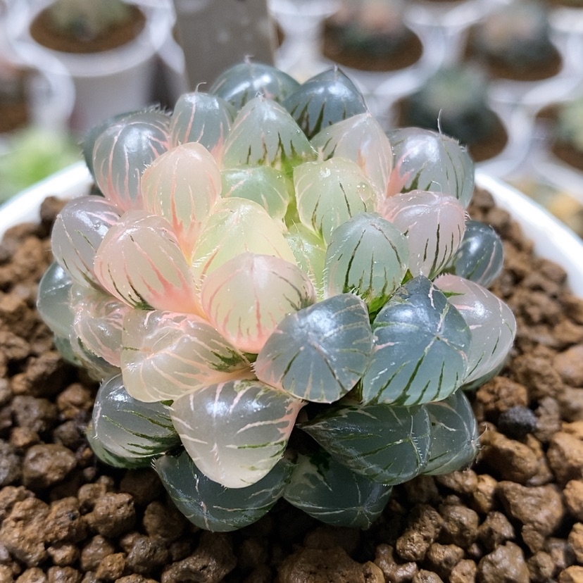 【闪购商品】59蓝镜