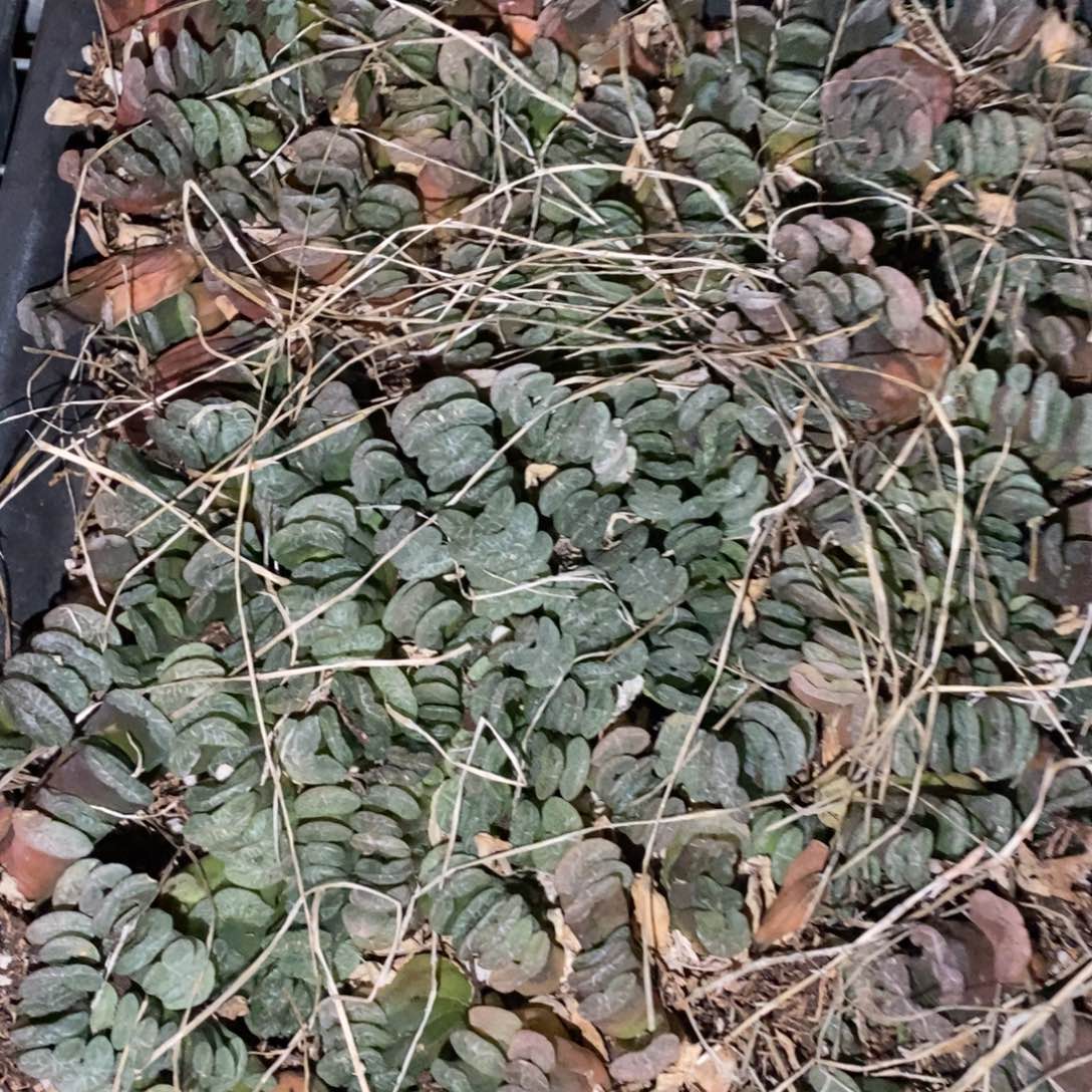 1222 一颗实生小玉扇 双12整点福利