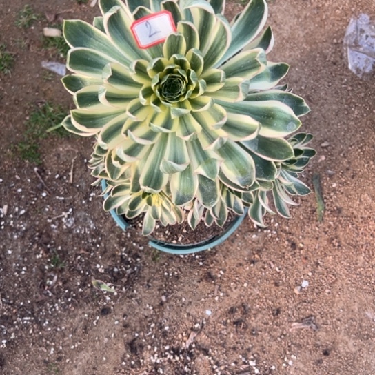 青莲多肉汁姿态花花2