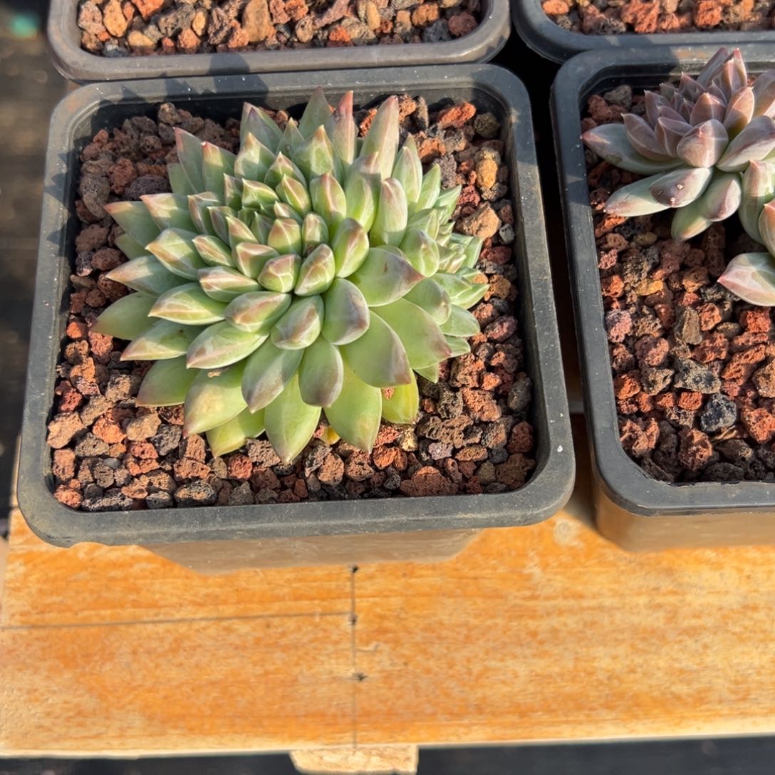 多肉植物多头克拉克