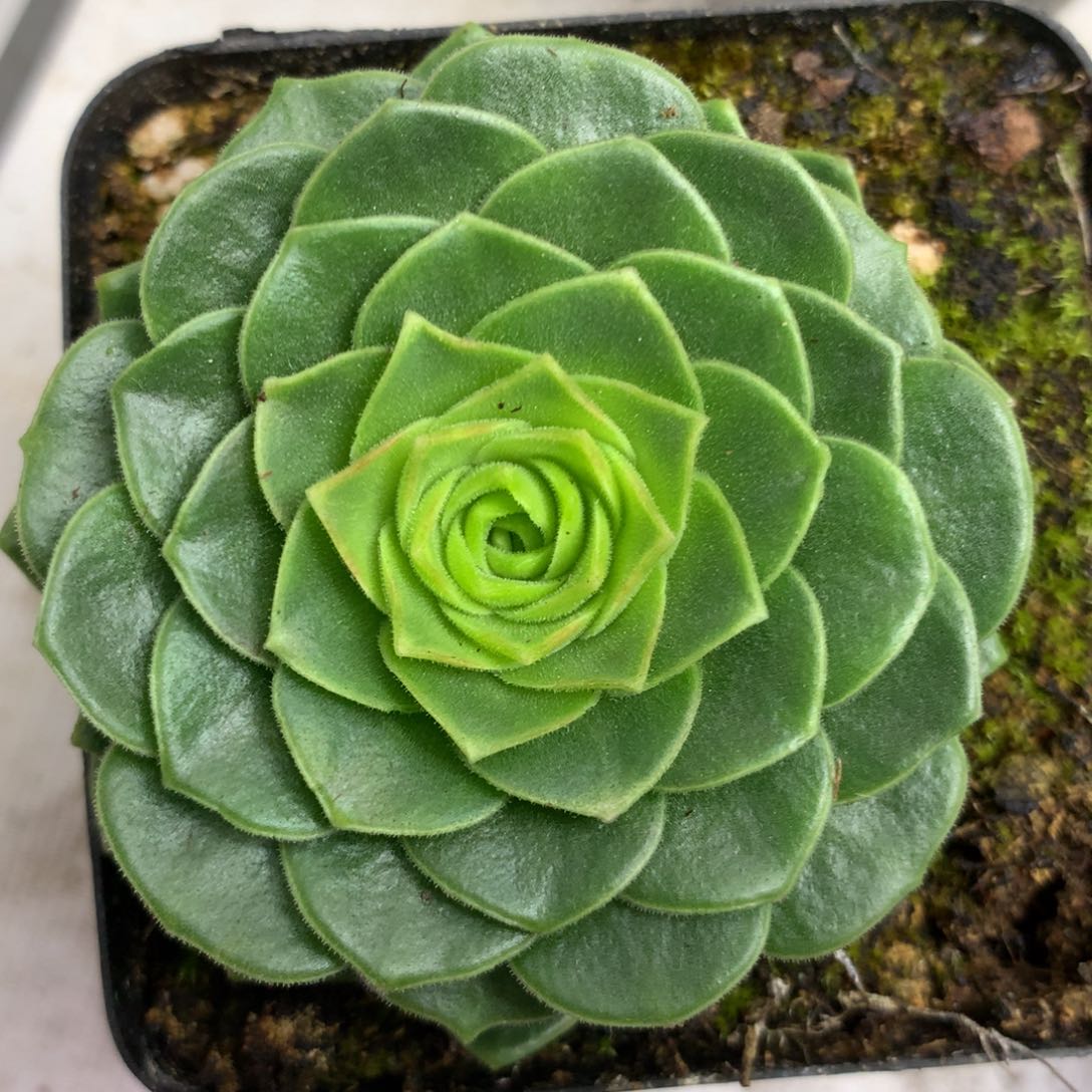 一物一拍花绒091