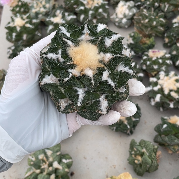 自根辛顿微瑕疵特价不退换