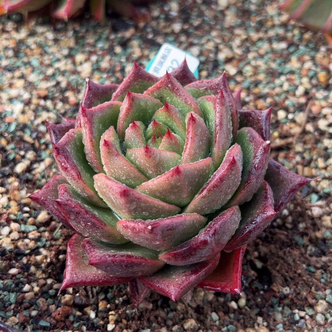 从前慢多肉精选编号0219.32