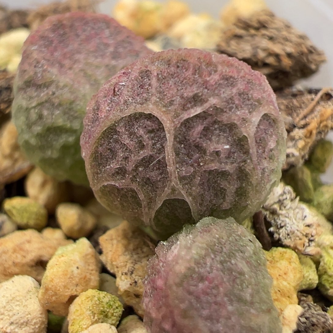 实生新品多肉植物水泡多肉植物