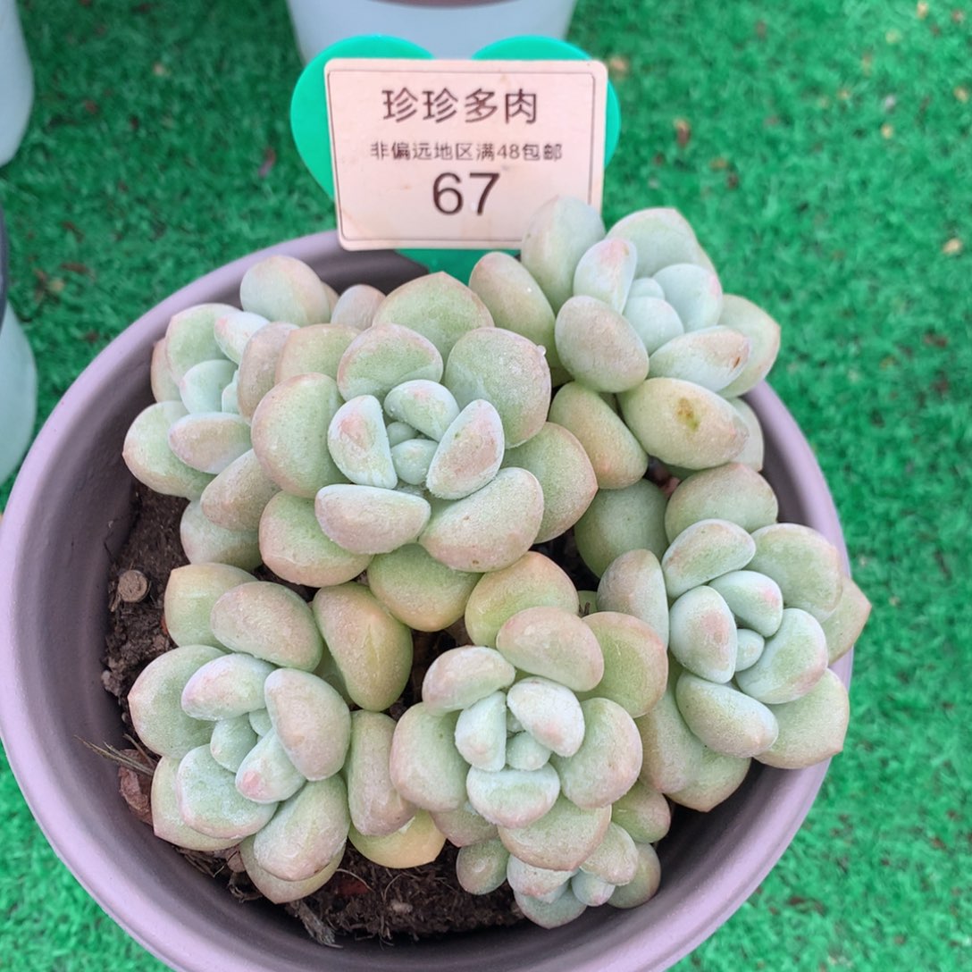 泡泡糖老桩平头一物一拍67