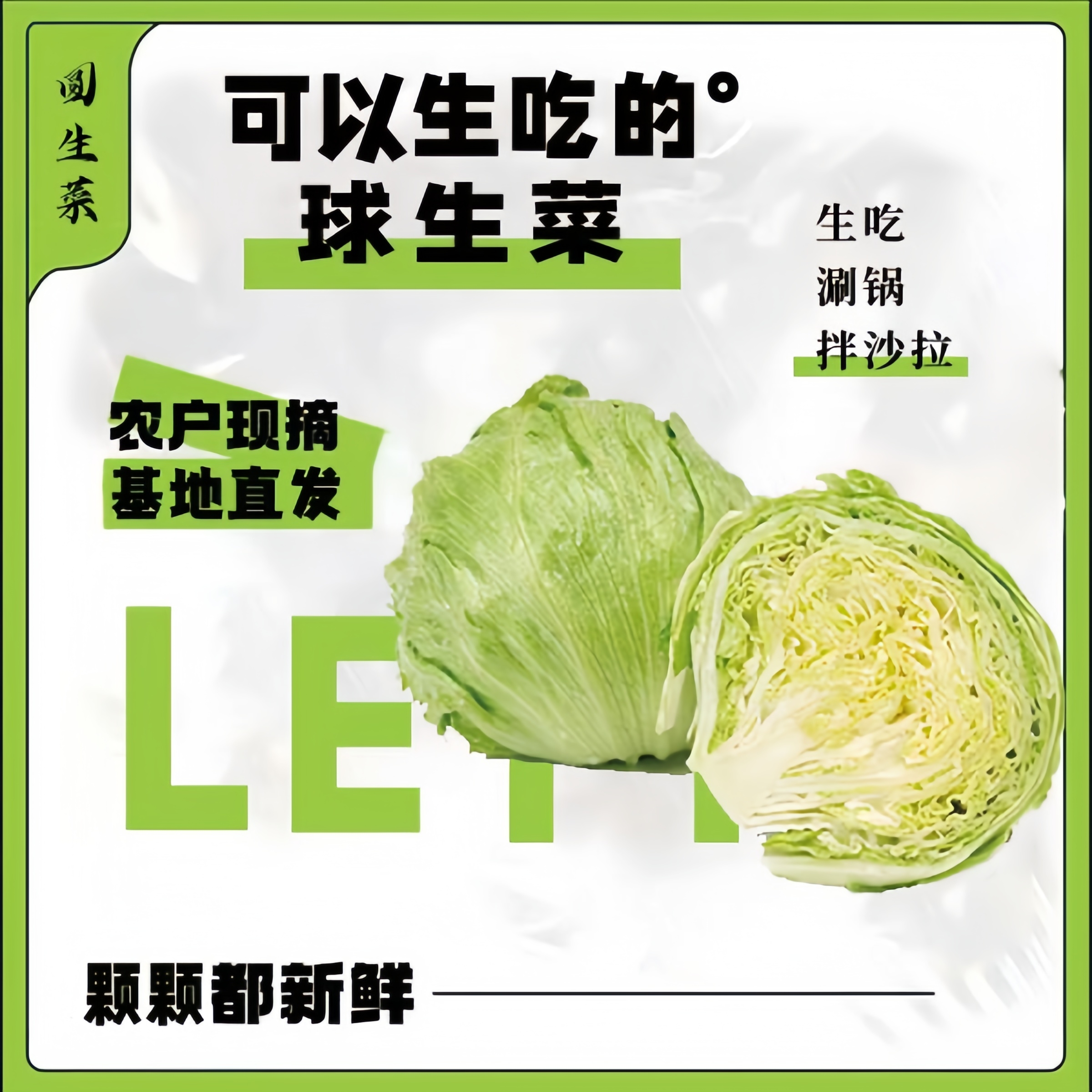 新鲜球生菜3-5斤蔬菜沙拉食材 汉堡用 农场现货直发