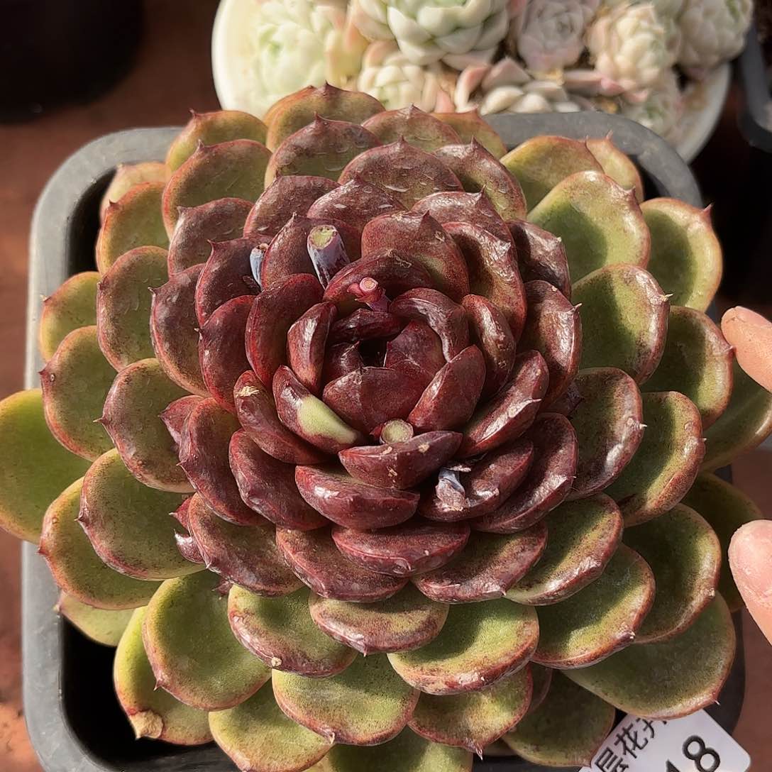 同温层多肉水晶218