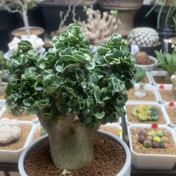 羊角沙漠玫瑰带盆