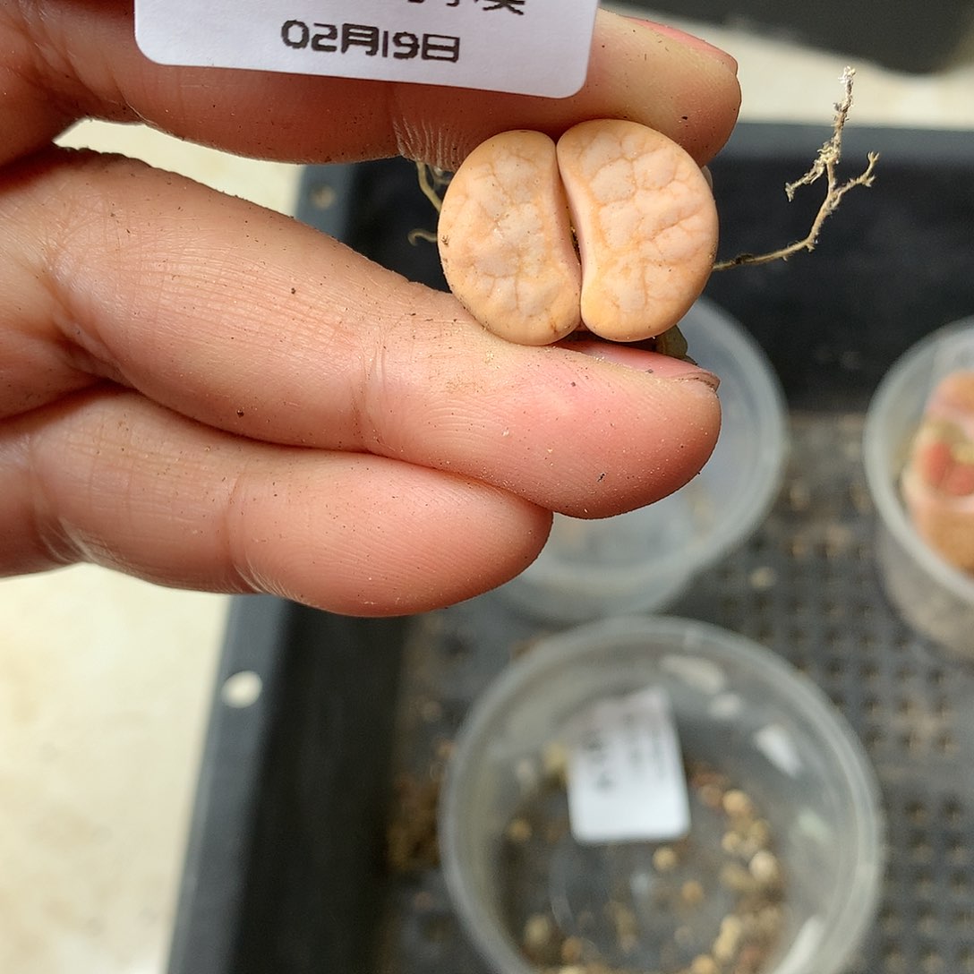 W531多肉植物保护研究所