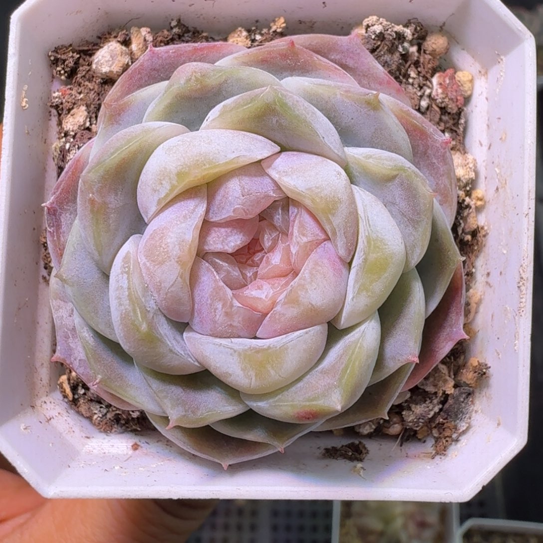 金尊单头开播福利