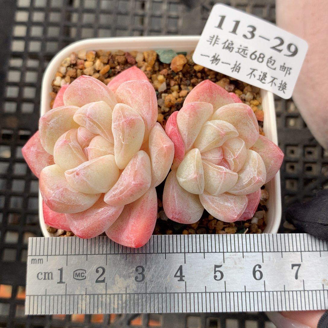 29。双头糖心冰玉。