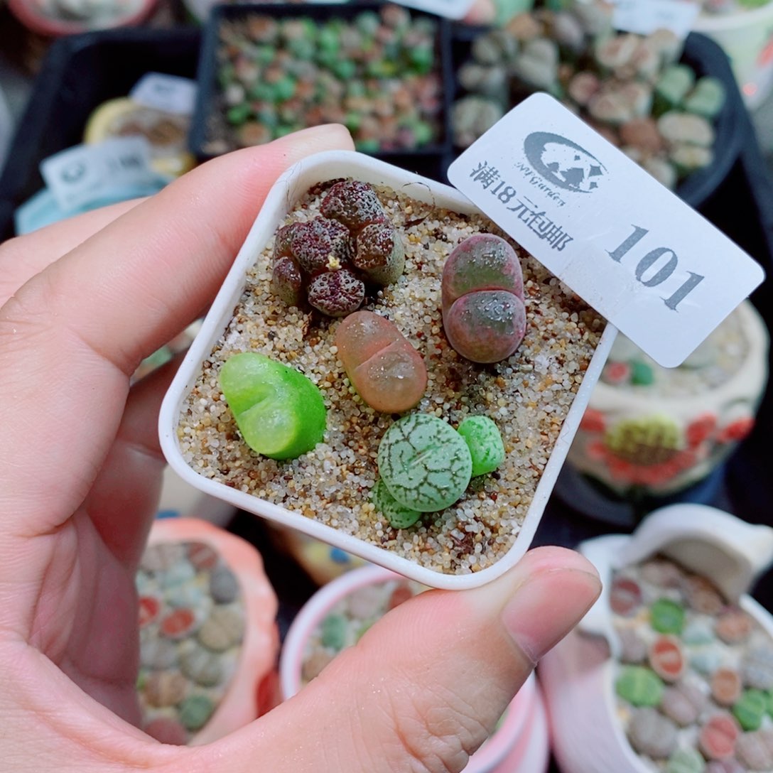 生石花花花花花花101