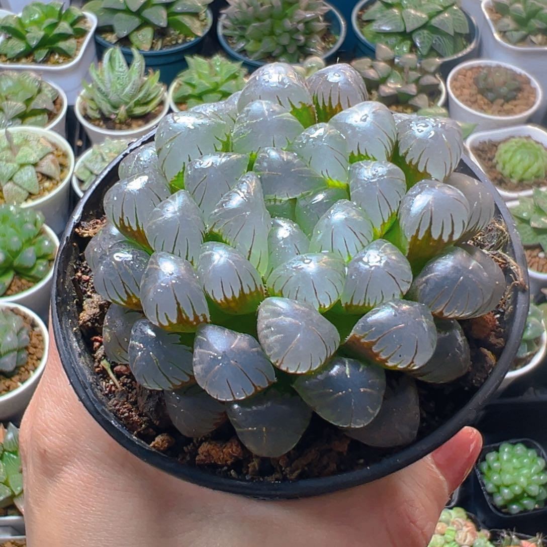 孔明灯万象盆玉露多肉多肉