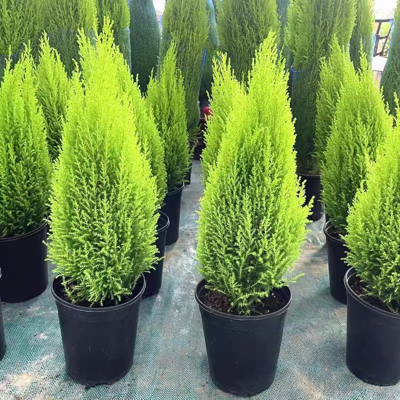常绿香松盆栽 圣诞小松树 香冠柏盆栽 四季常绿好养 